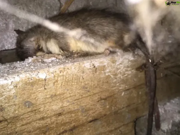 Dead Rat Removal Nudgee Beach